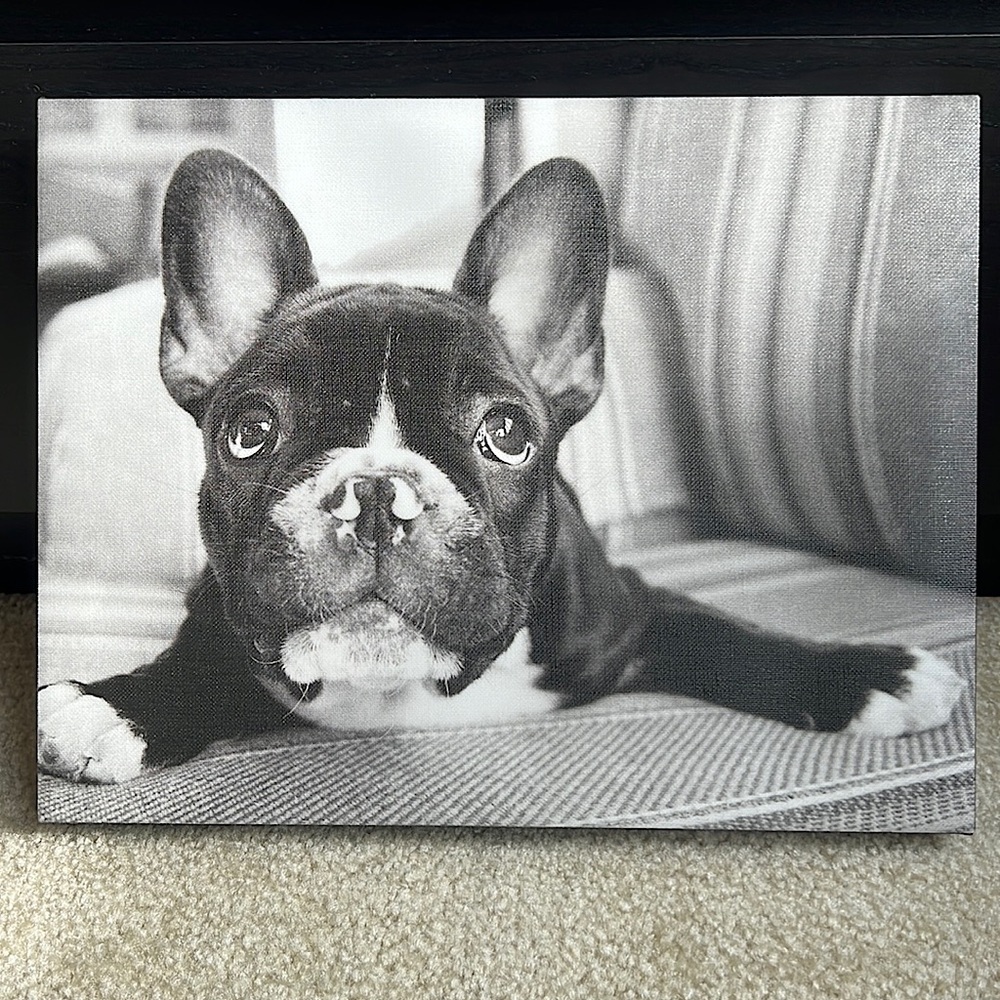 Black & White Puppy Wall Art